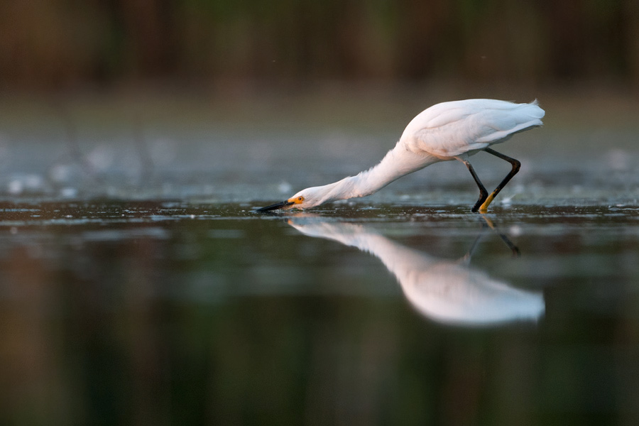 Snowy Egret