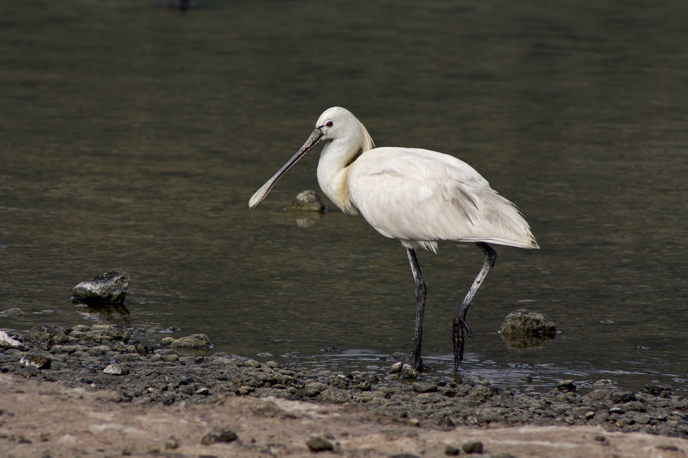 Spatola - lago di venere Pantelleria