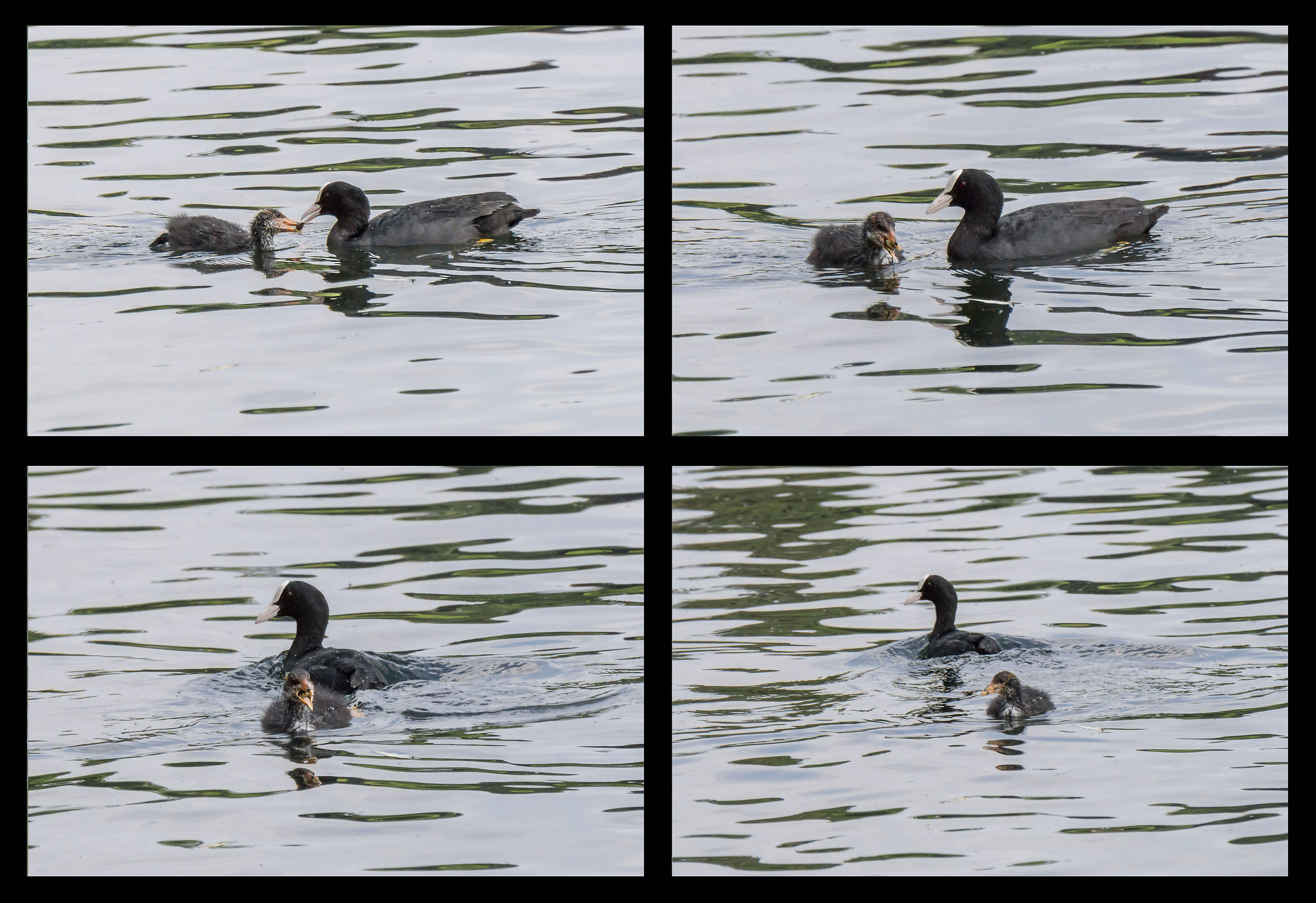 Coot feeds a chick - 2