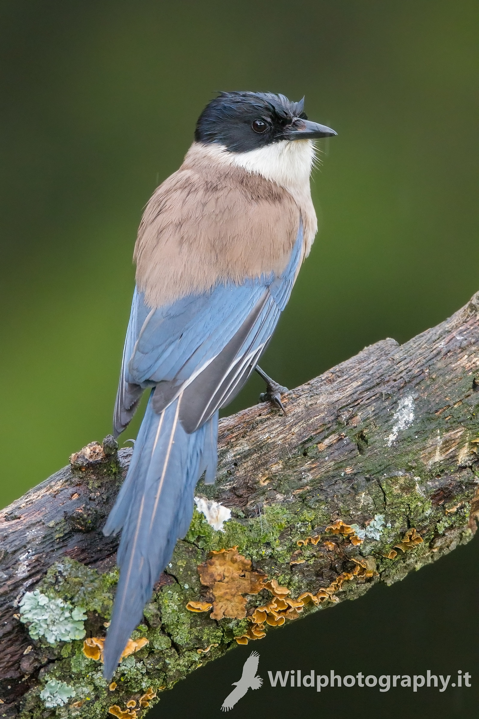 Gazza blue wings in the rain