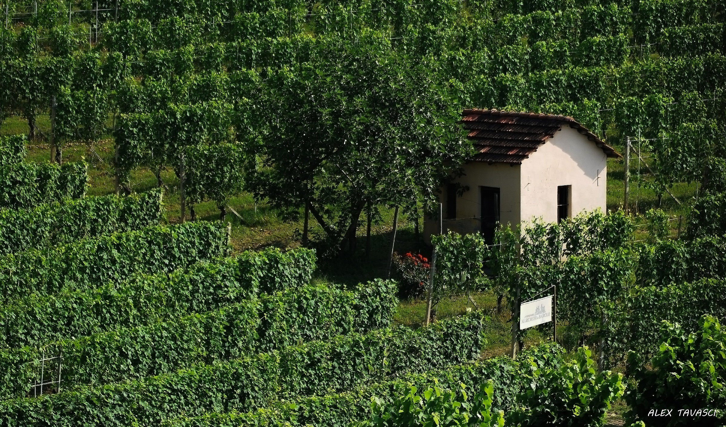 Vigne a Barolo.