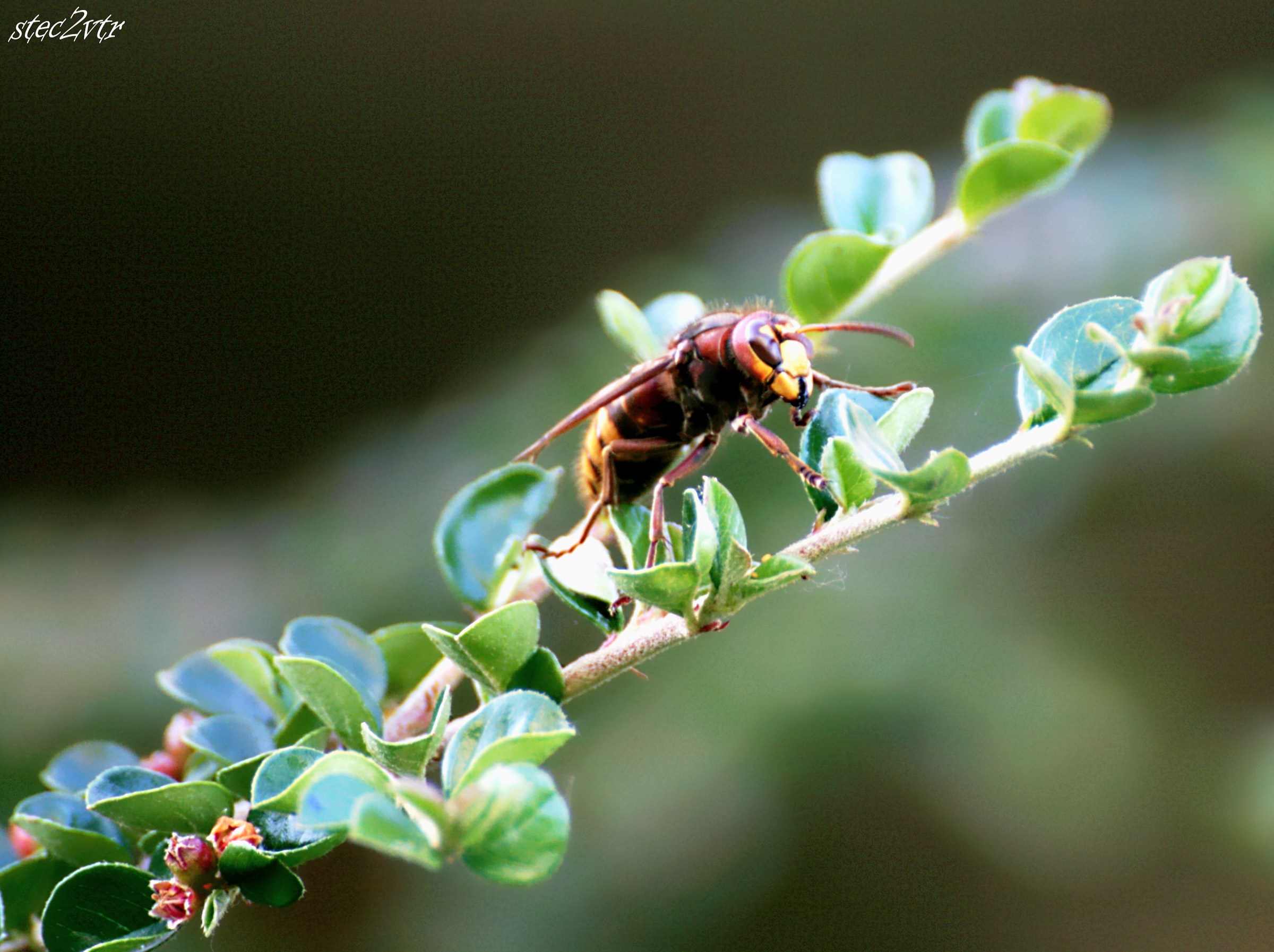 Vespa crabro germana
