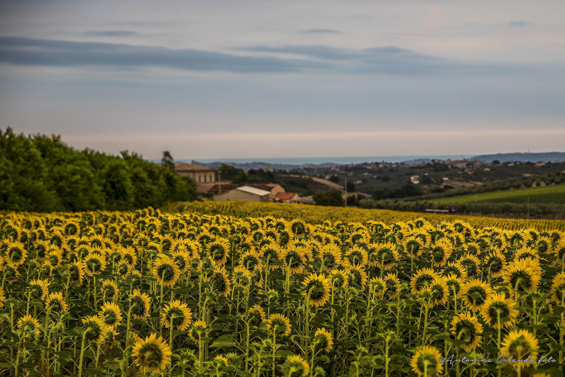 Giù per la collina !!