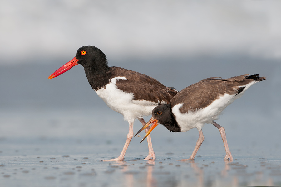 American Oystercatcher