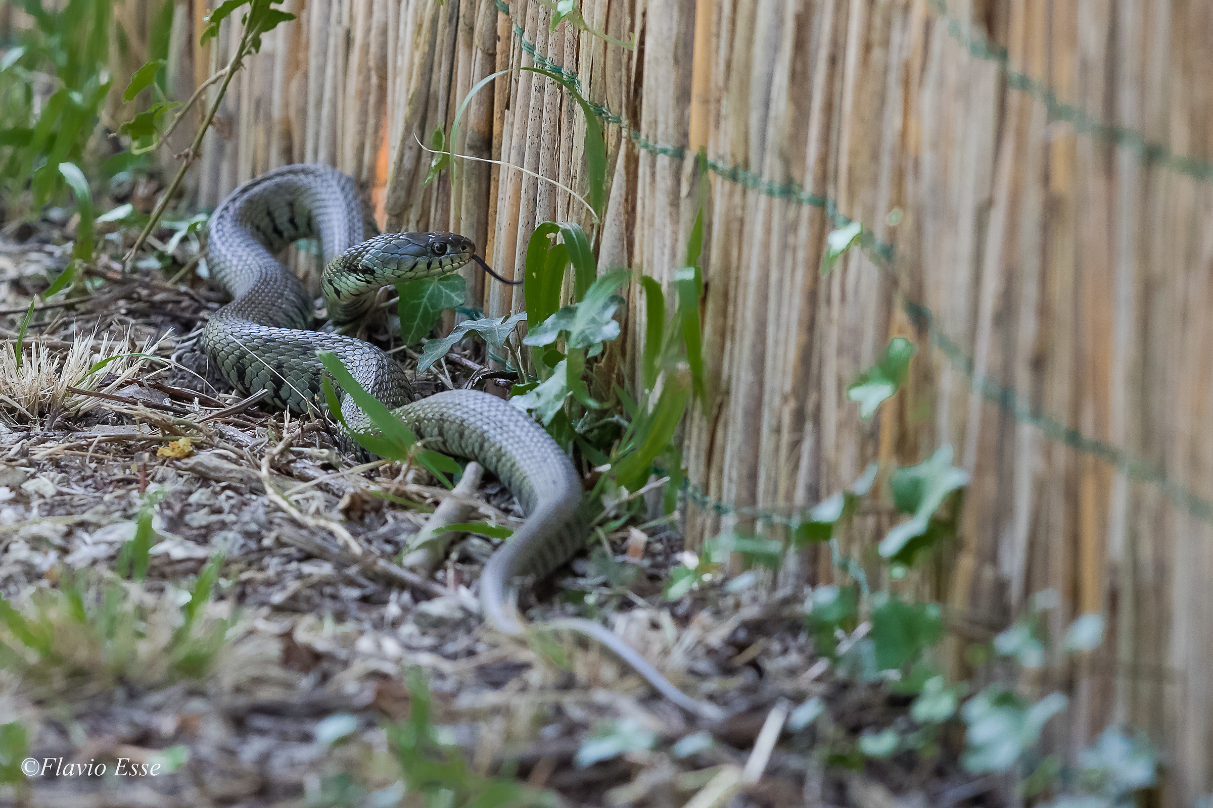 Grass snake
