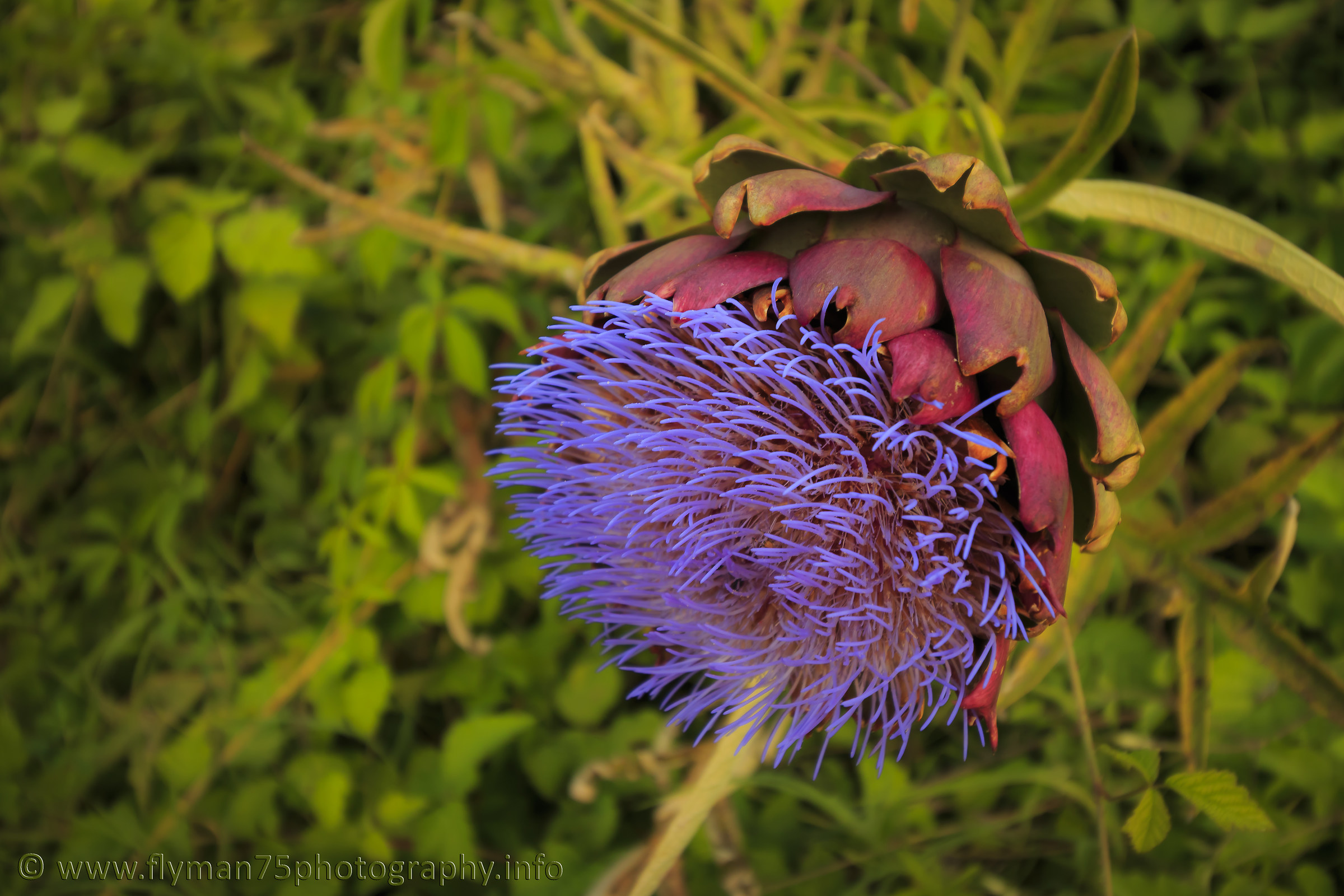 artichoke flower?