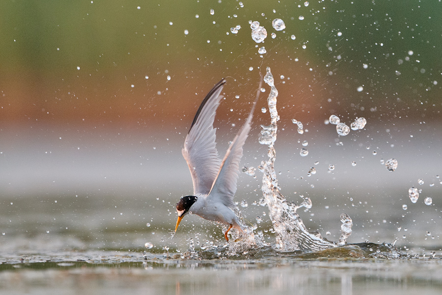 Least Tern