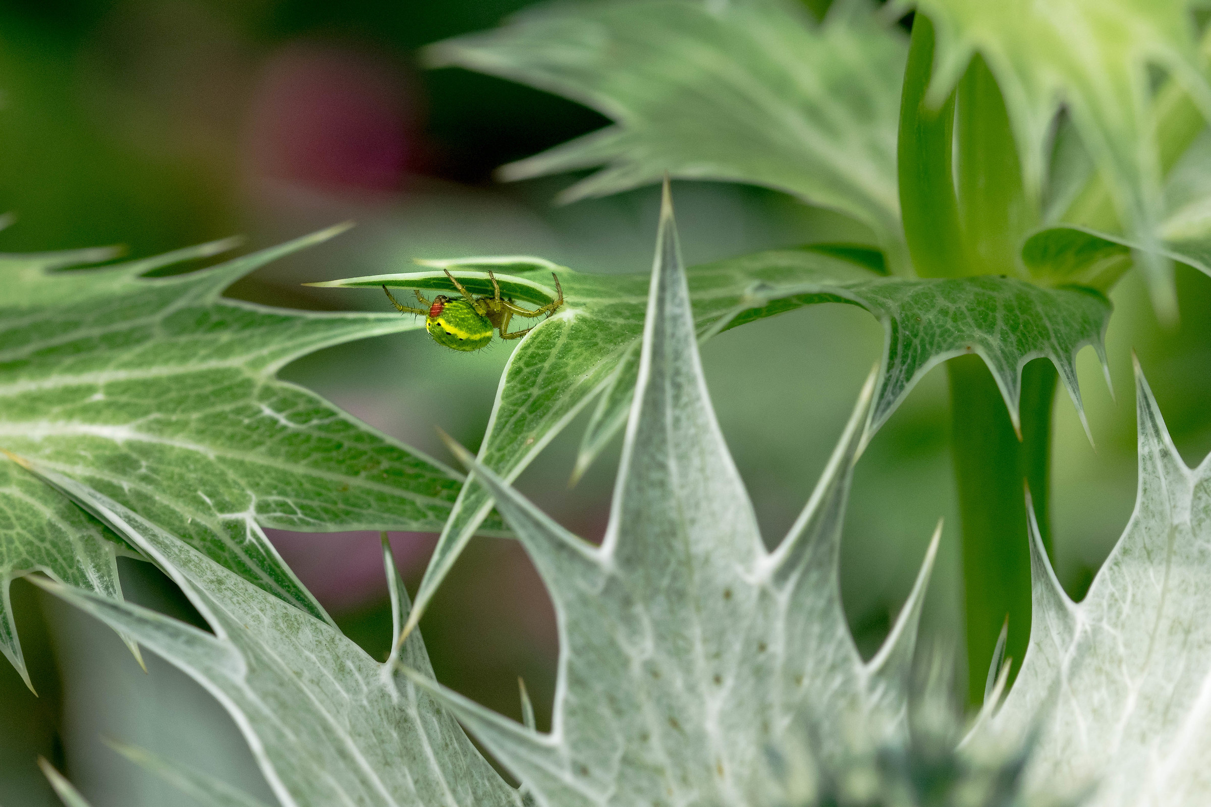 Clinging to the Underside