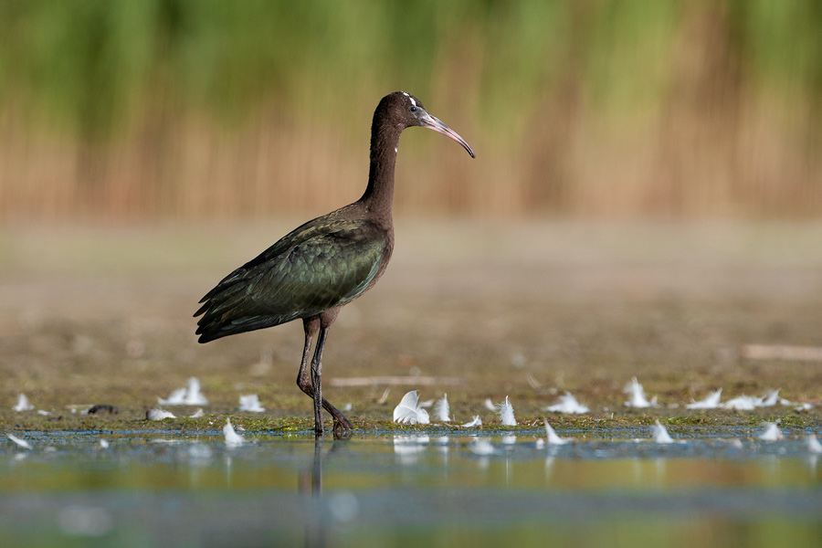 Glossy Ibis