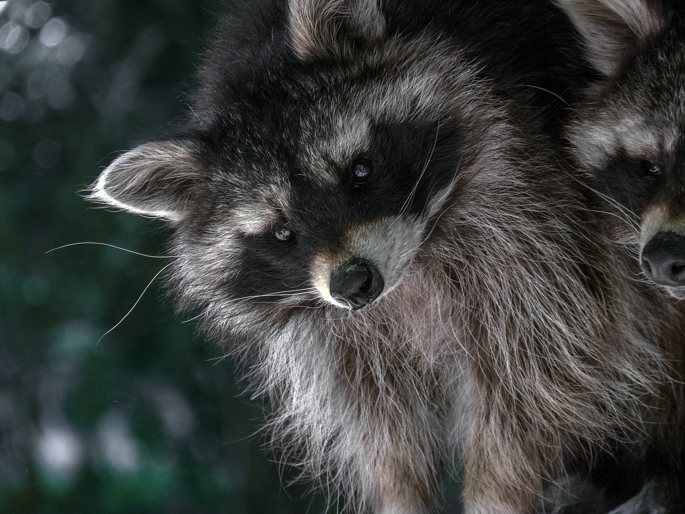 Raccoon