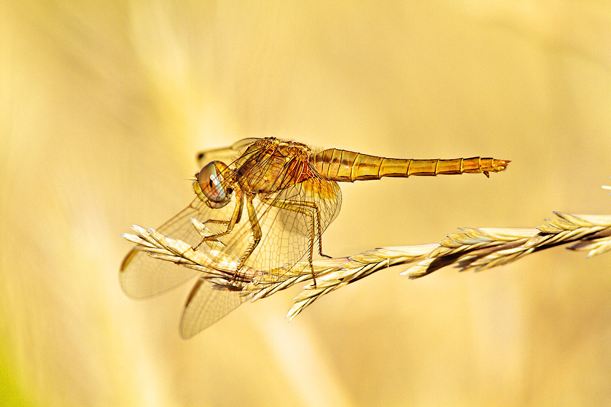 Dragonfly (fancy that eh?: D)