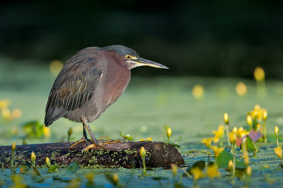 Green heron