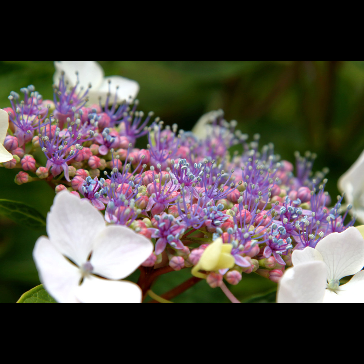 Floraison