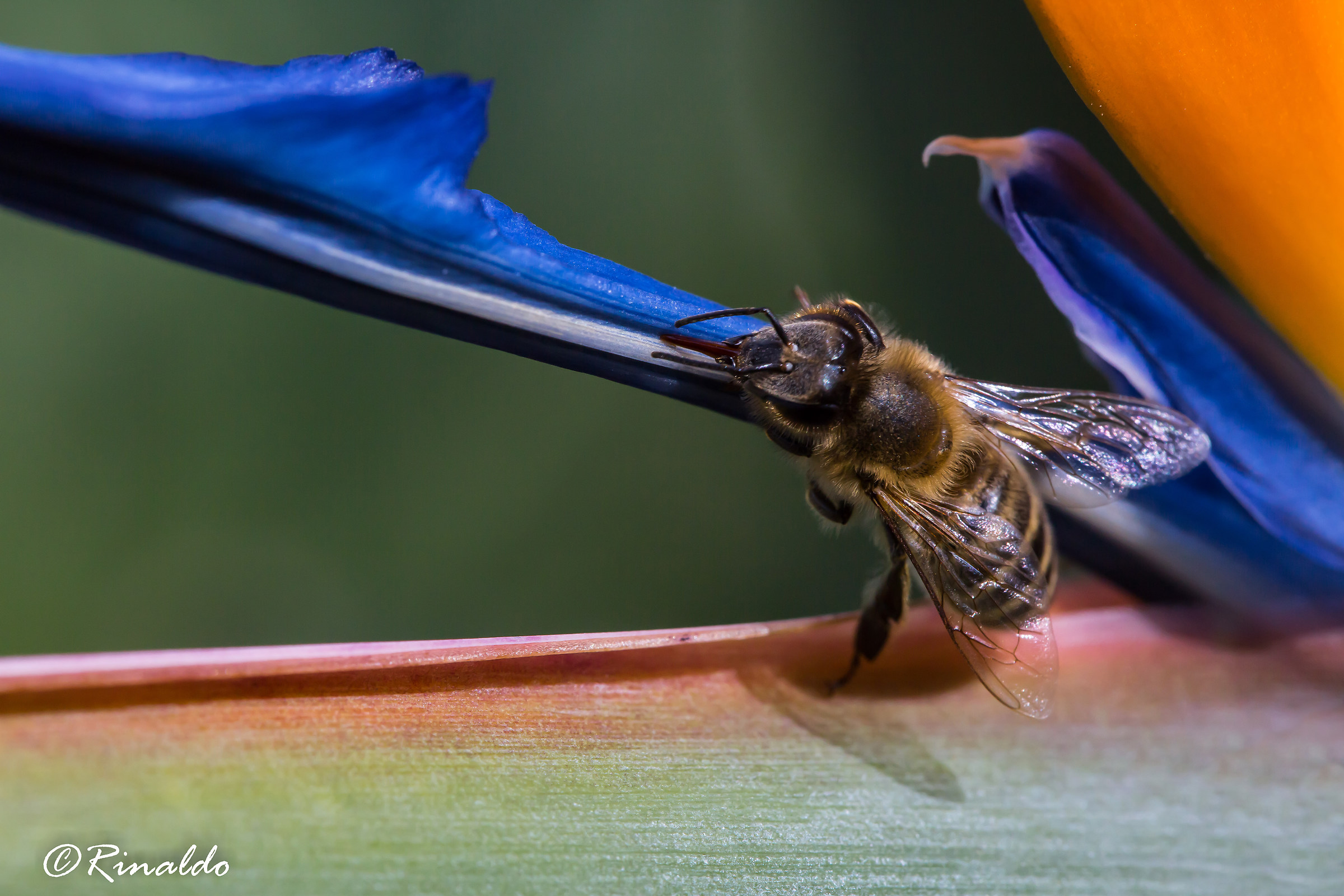 Apis Mellifera su Strelitzia Reginae