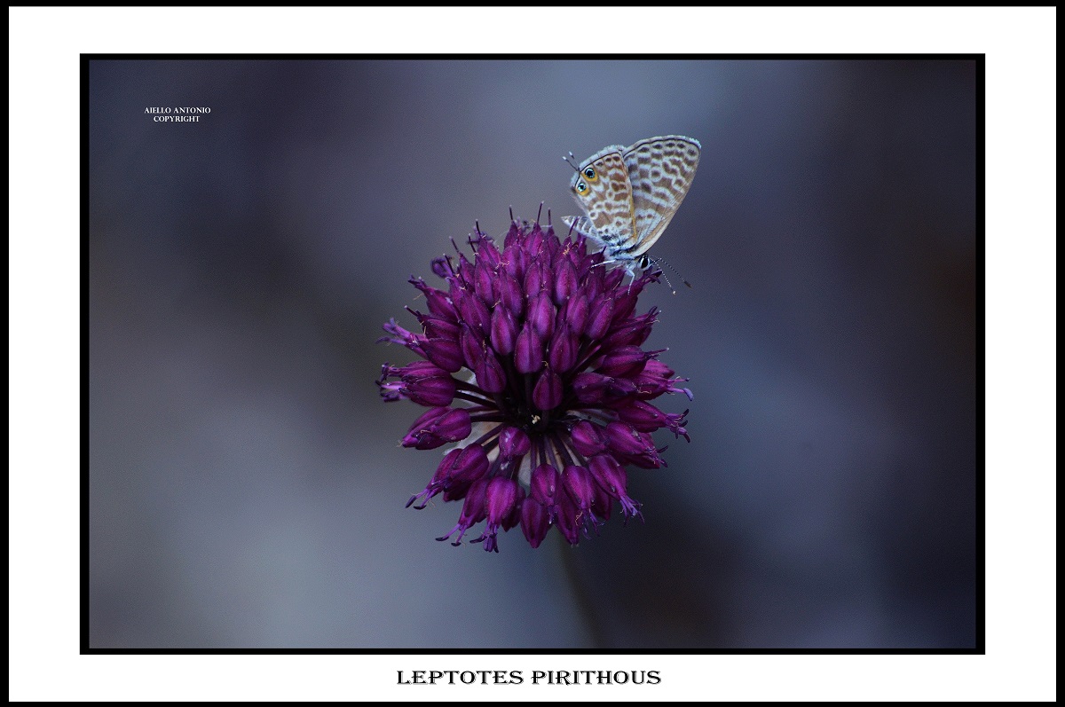leptotes pirithous