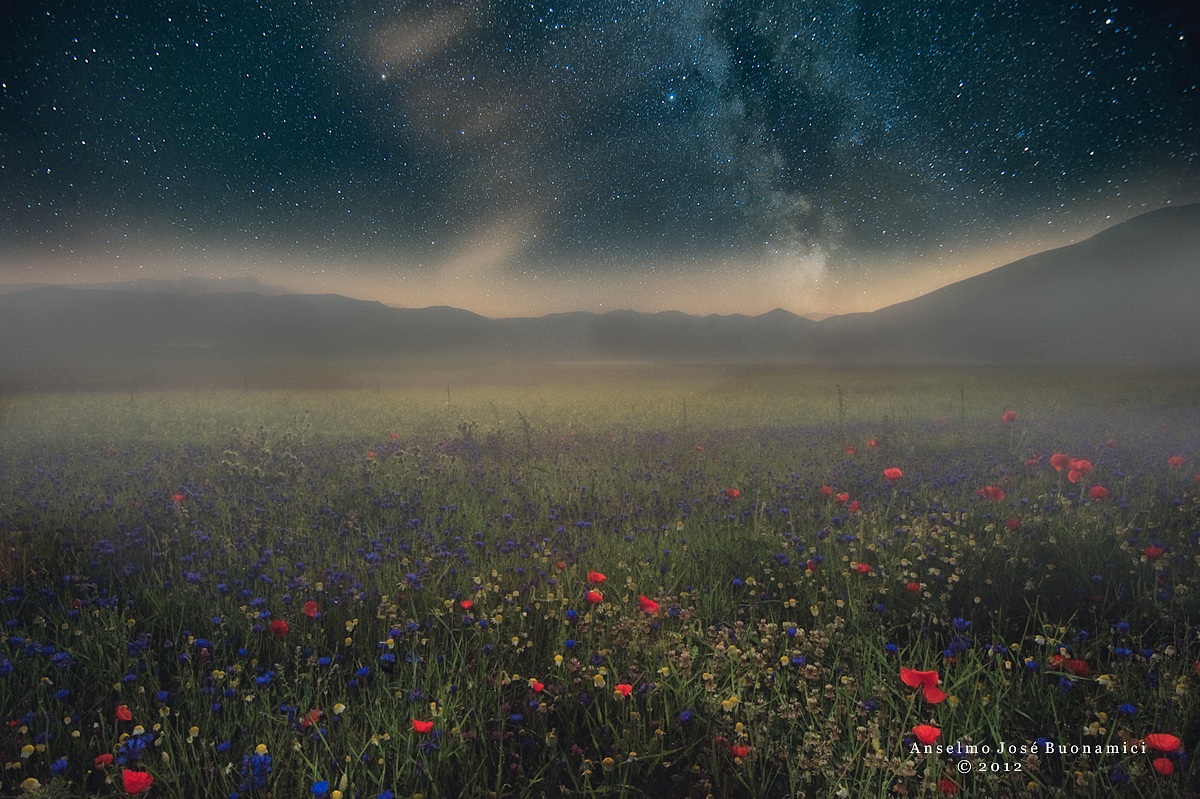 Sky, Fog and Flowers