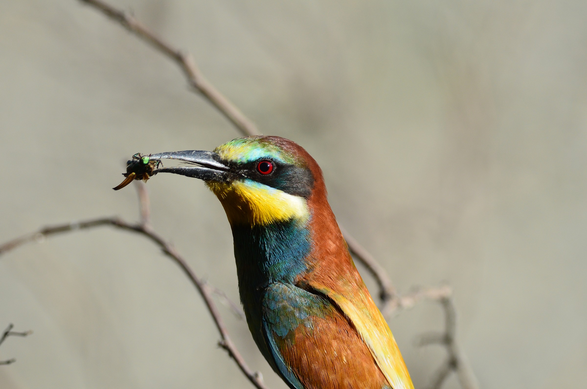 close-up bee-eater