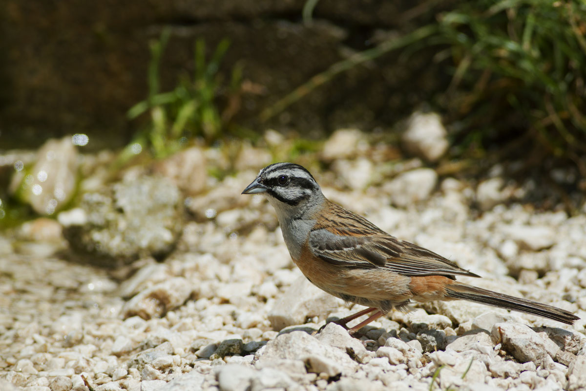 Rock bunting