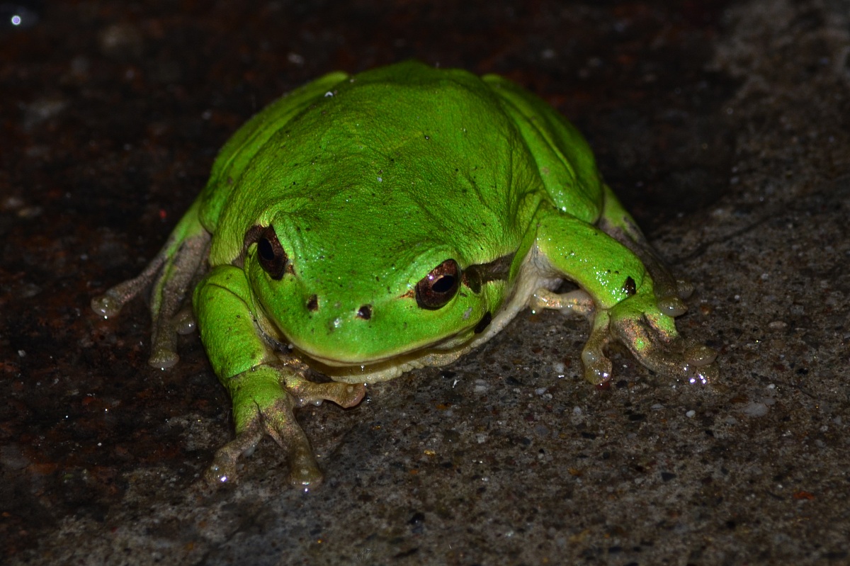 Treefrog