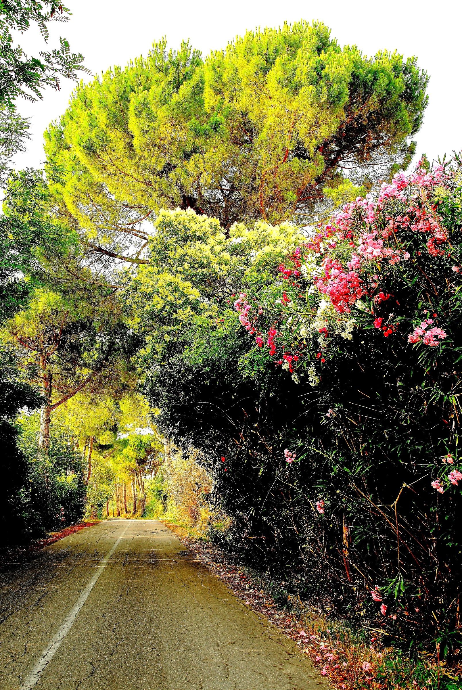 Beautiful and ancient road.