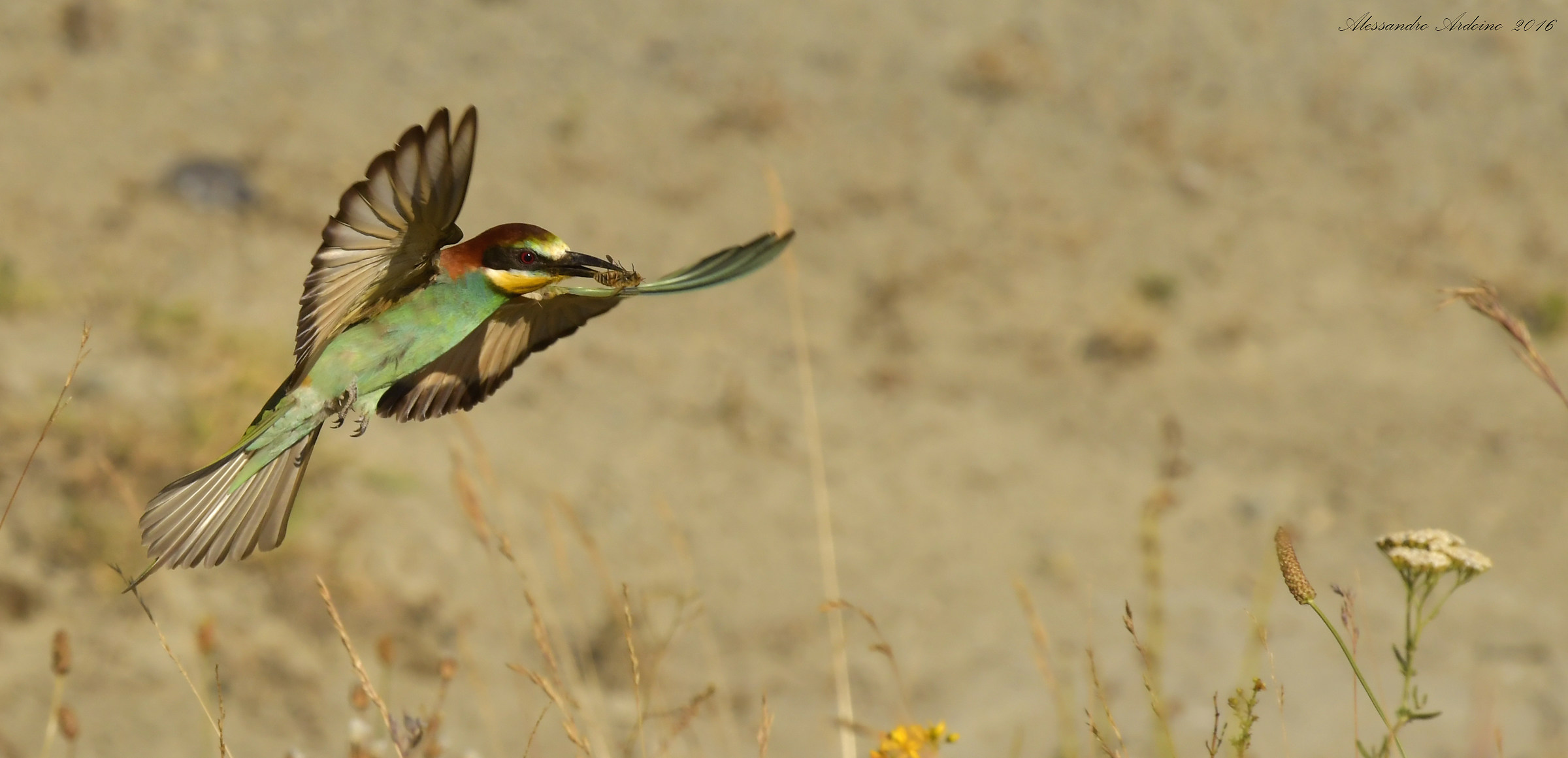 Bee Eater