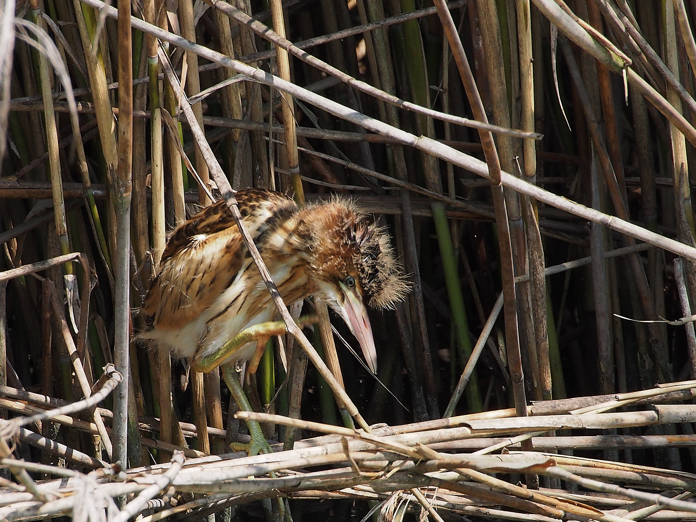 Giovane tarabusino capellone