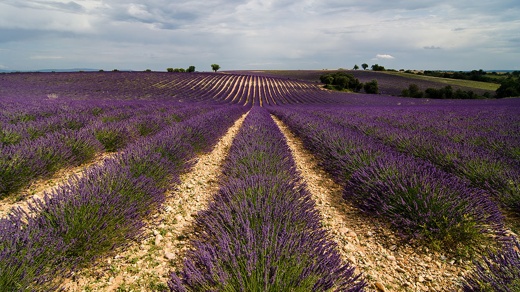 Valensole