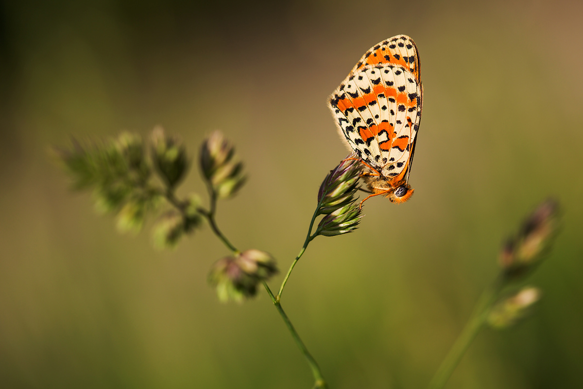 Melitaea didyma