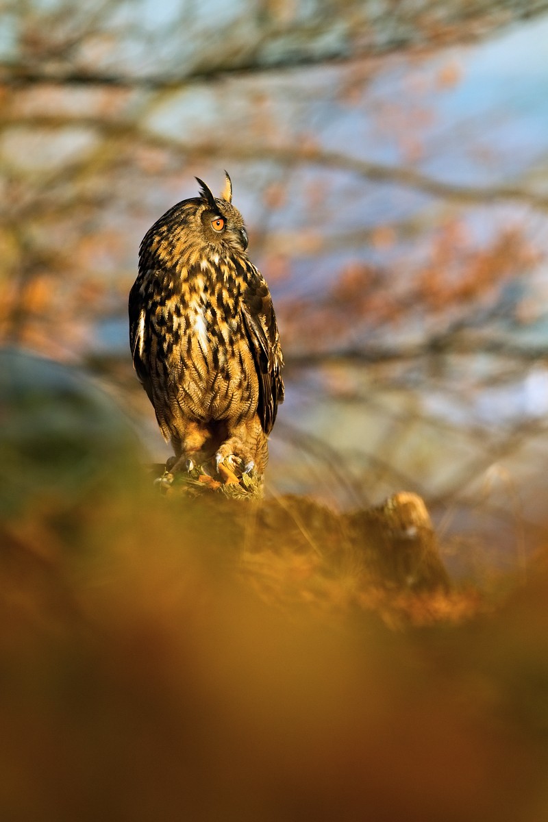 Gufo reale (Bubo bubo)
