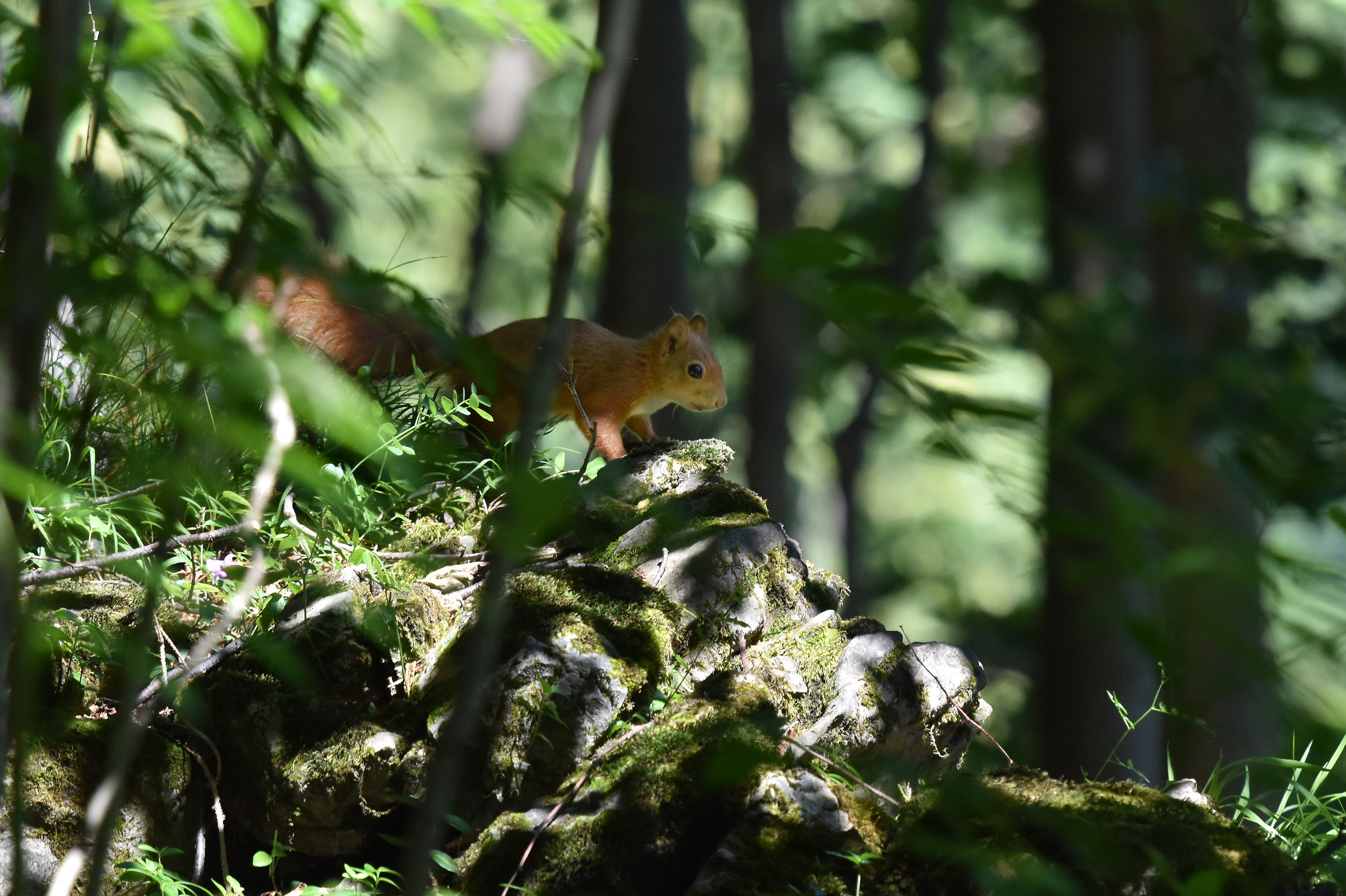 red squirrel