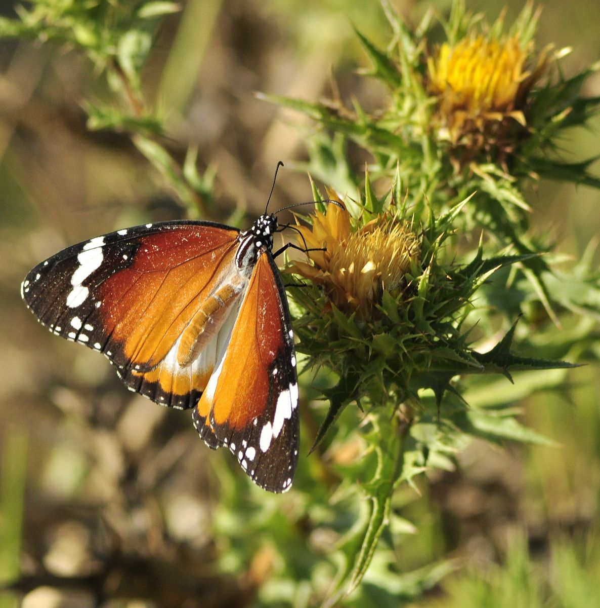 Farfalla al risveglio2 Danaus Chrysippus