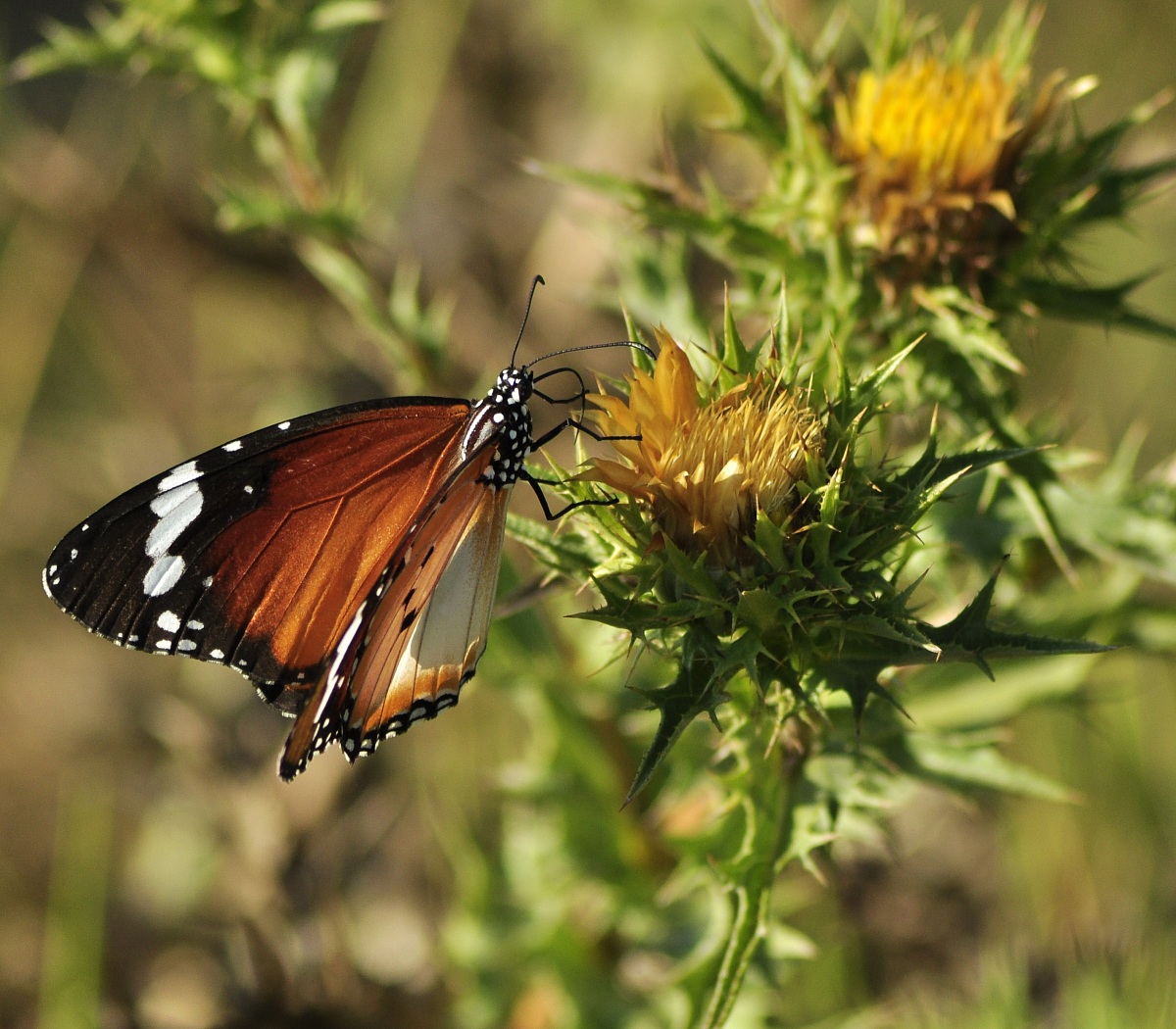 Farfalla al risveglio 1 Danaus Chrysippus