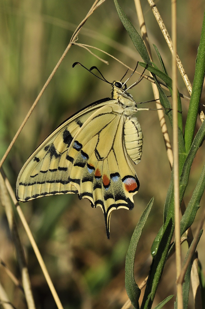 Machaon