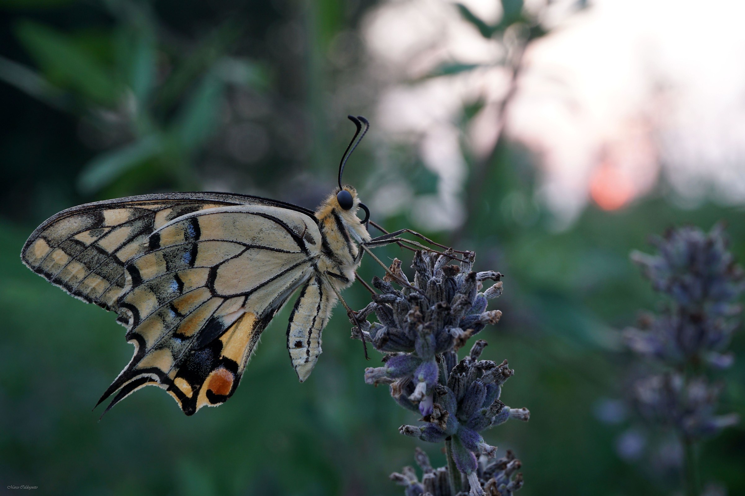 last sunburn. Papilio Machaon