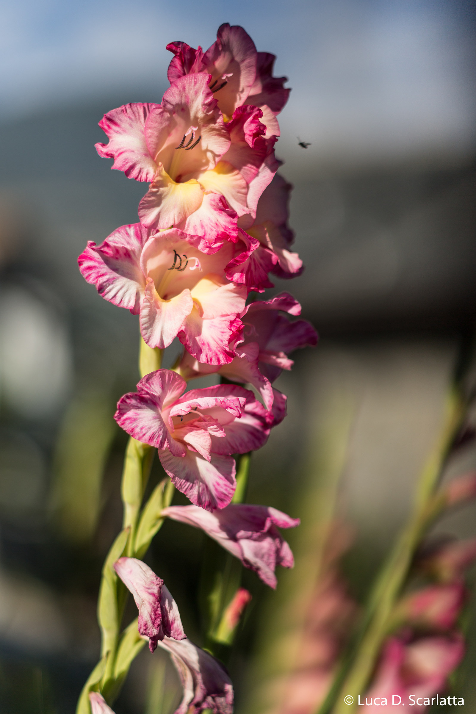 Test SMC Takumar 1.8 / 85