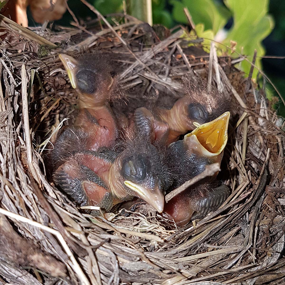 pigliamosche 3° giorno di sera 07 07 2016