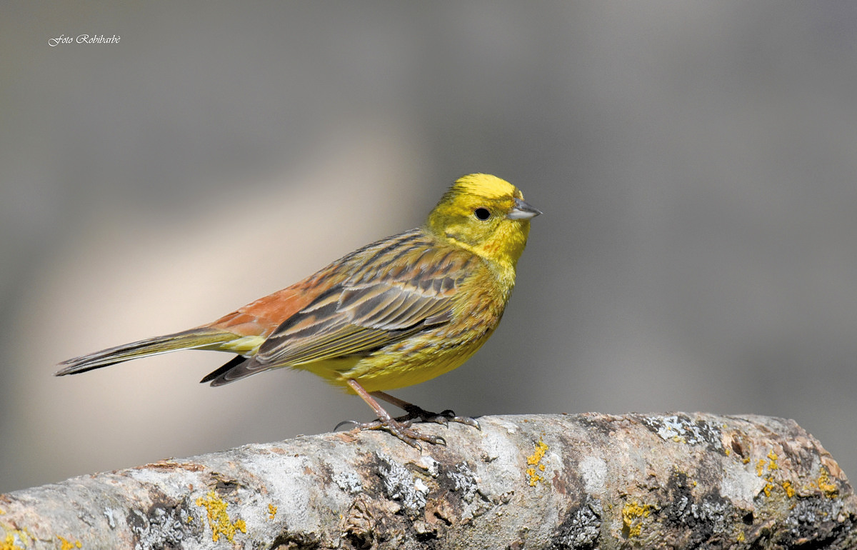 Yellowhammer ...