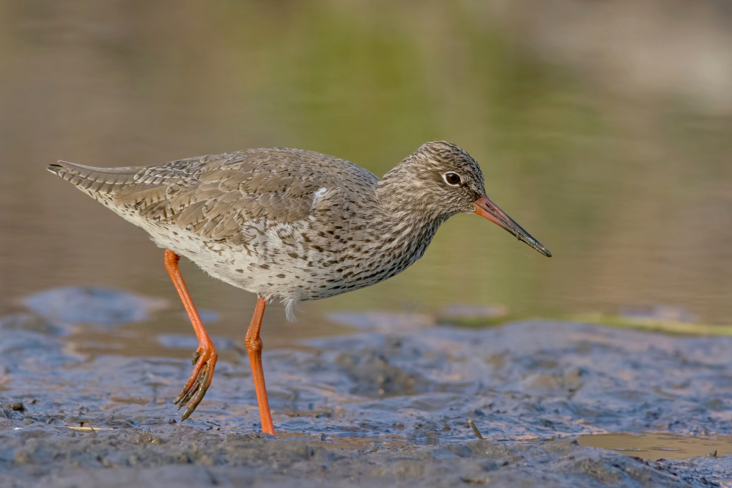 Redshank