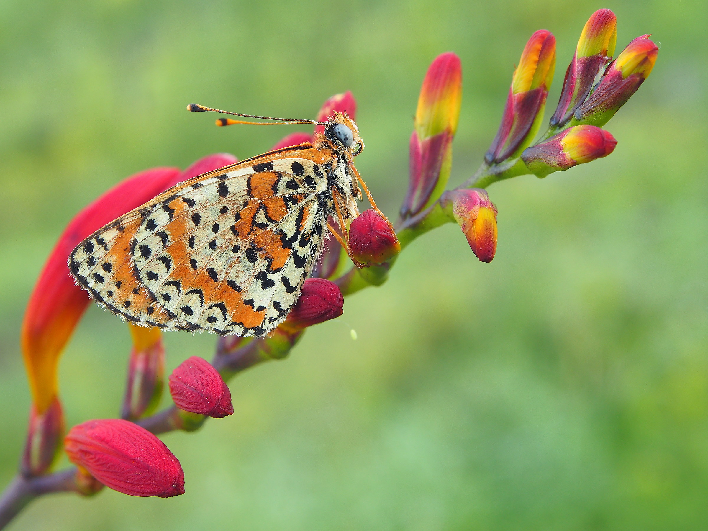 melitaea dudyma