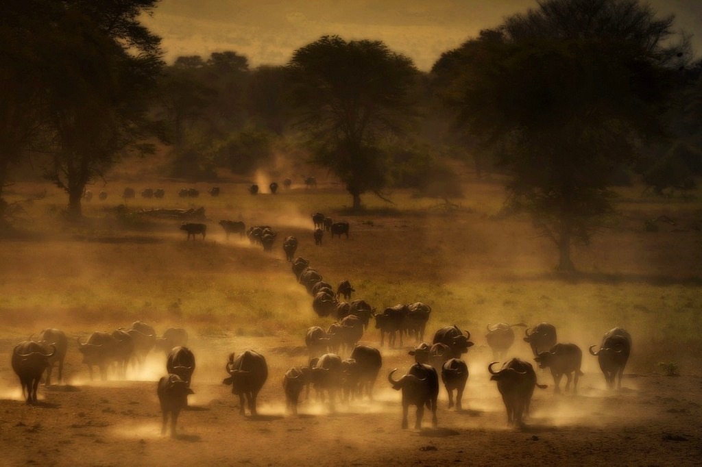 Bufali in avanzamento