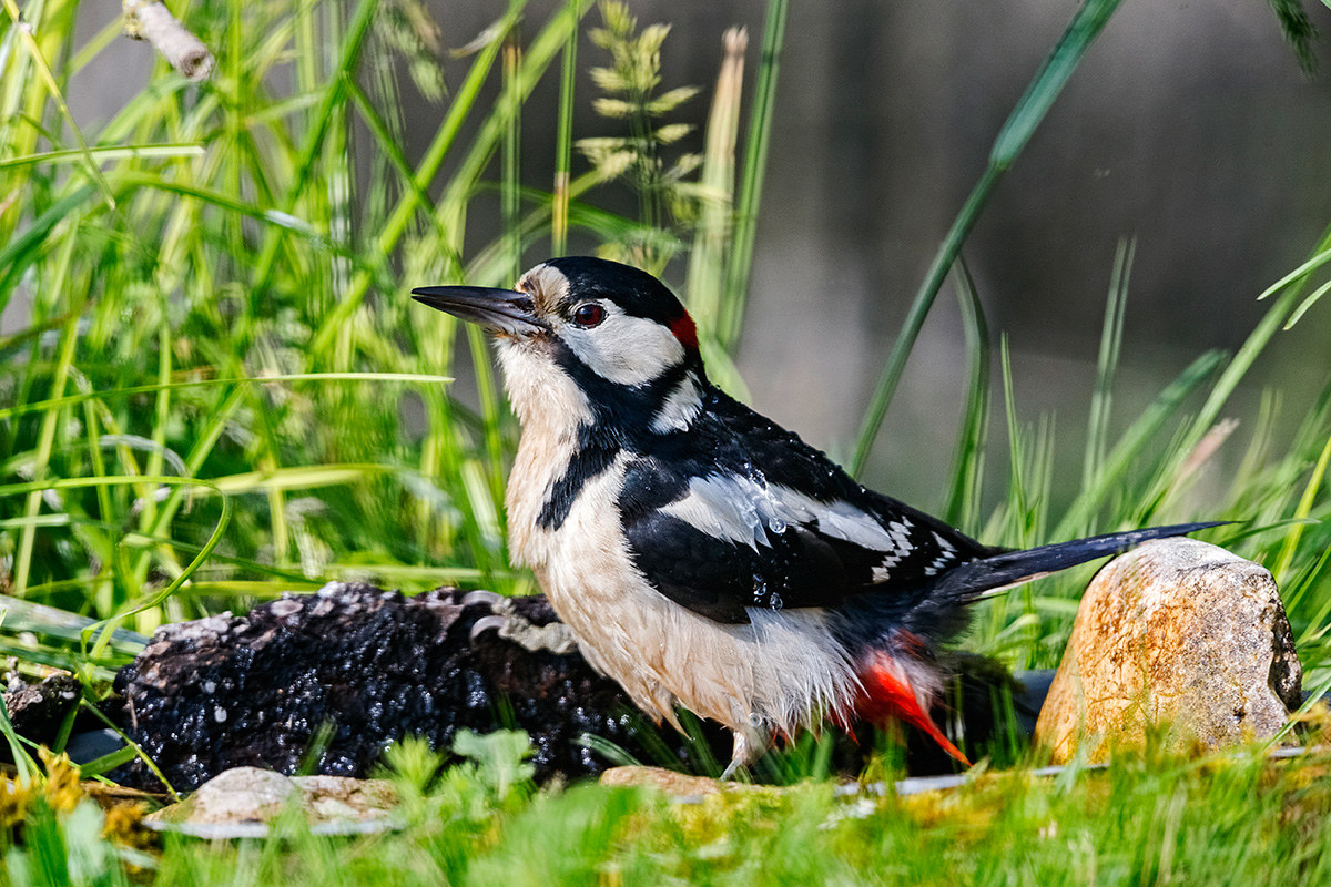 Great Spotted Woodpecker (Male)