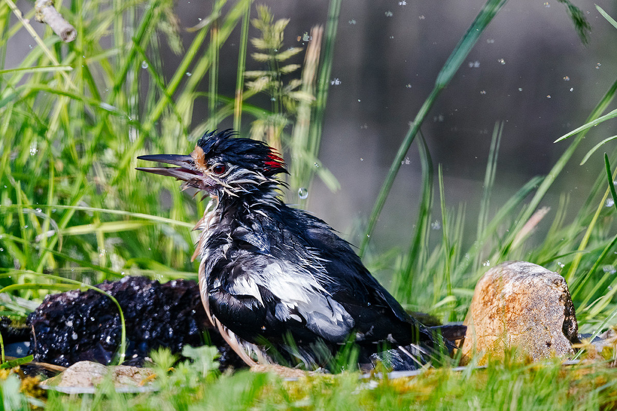 Picchio rosso maggiore ( maschio )