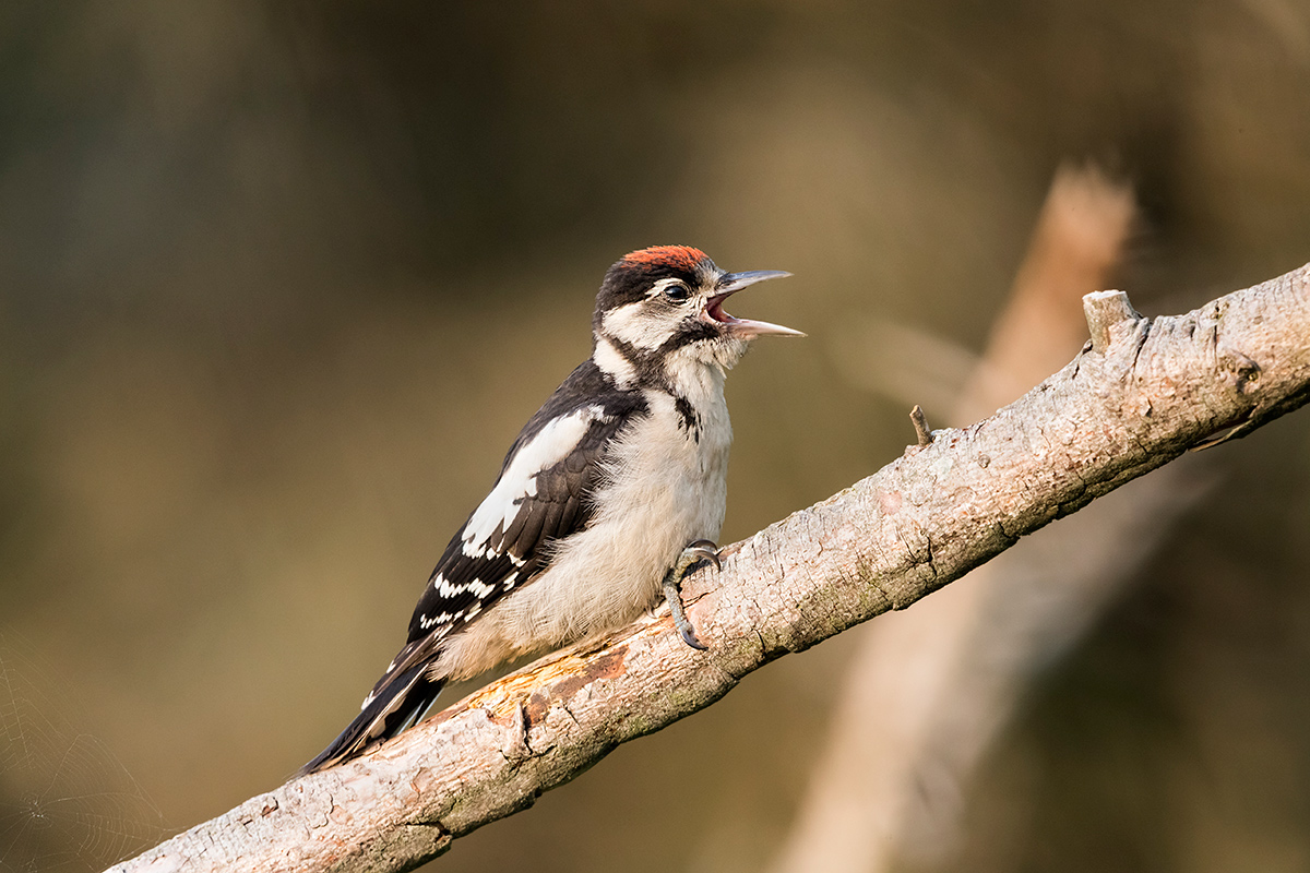 Great Spotted Woodpecker (immature)