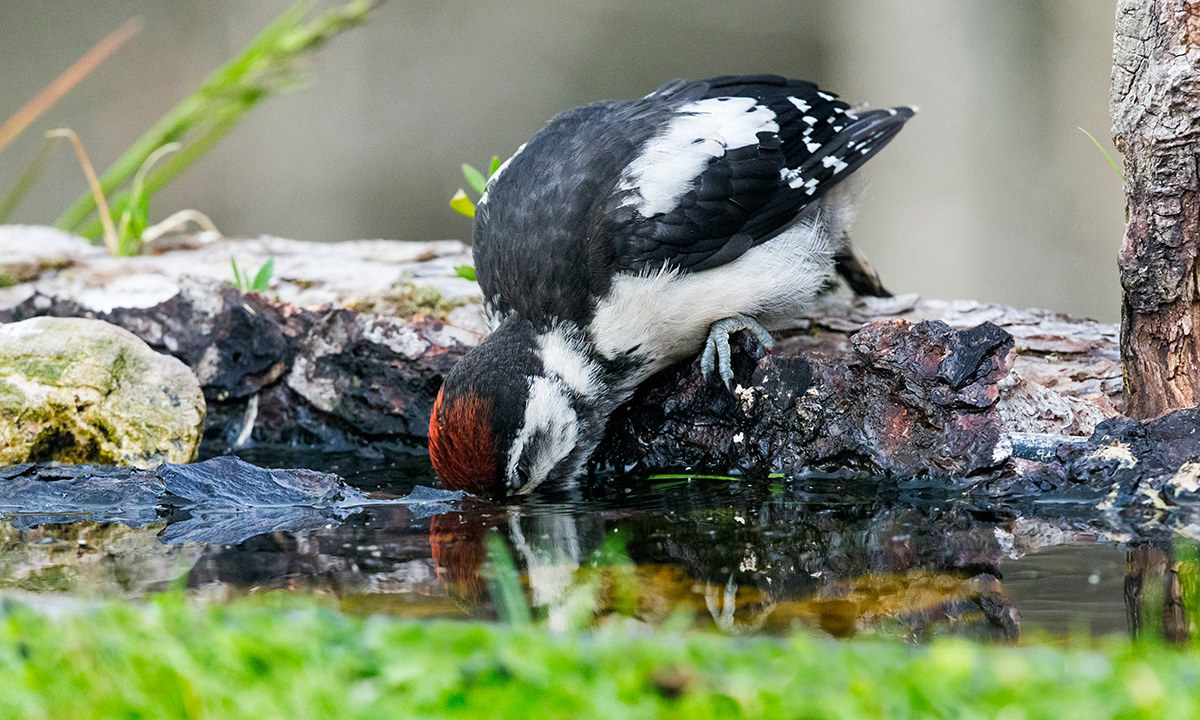 Great Spotted Woodpecker (immature)