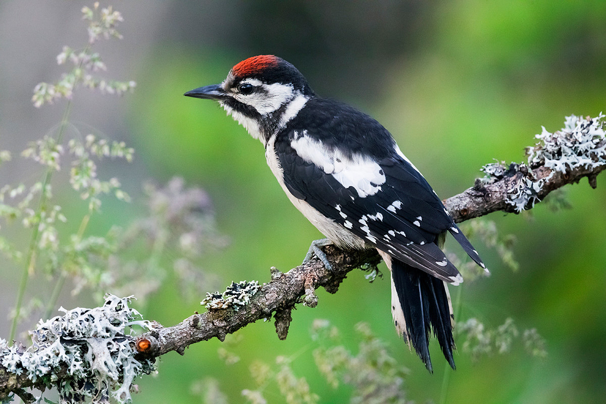 Great Spotted Woodpecker (immature)