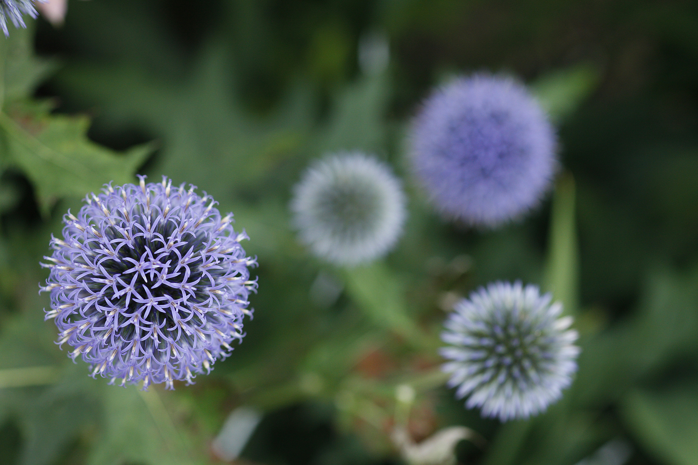 Esplosione di colori