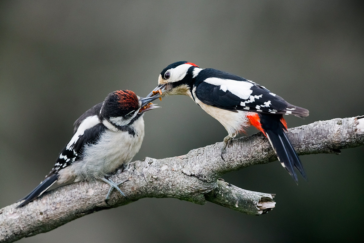 great spotted woodpecker with immature (cue)