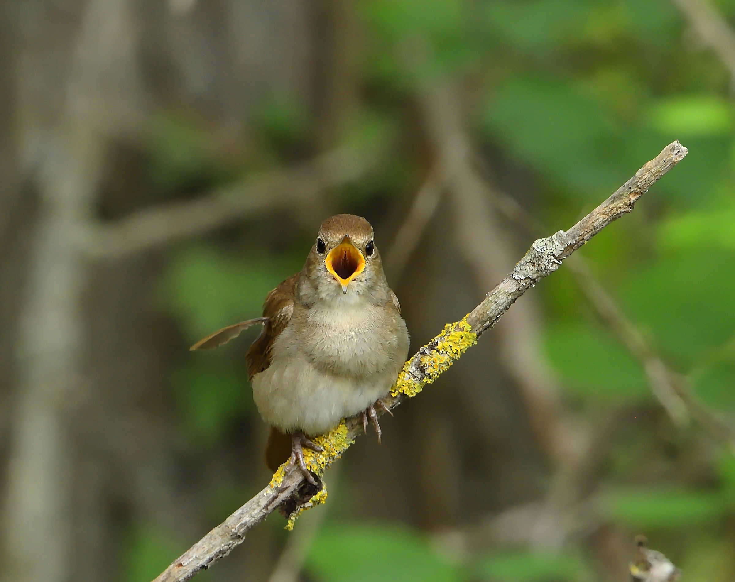 Nightingale ... that throat!