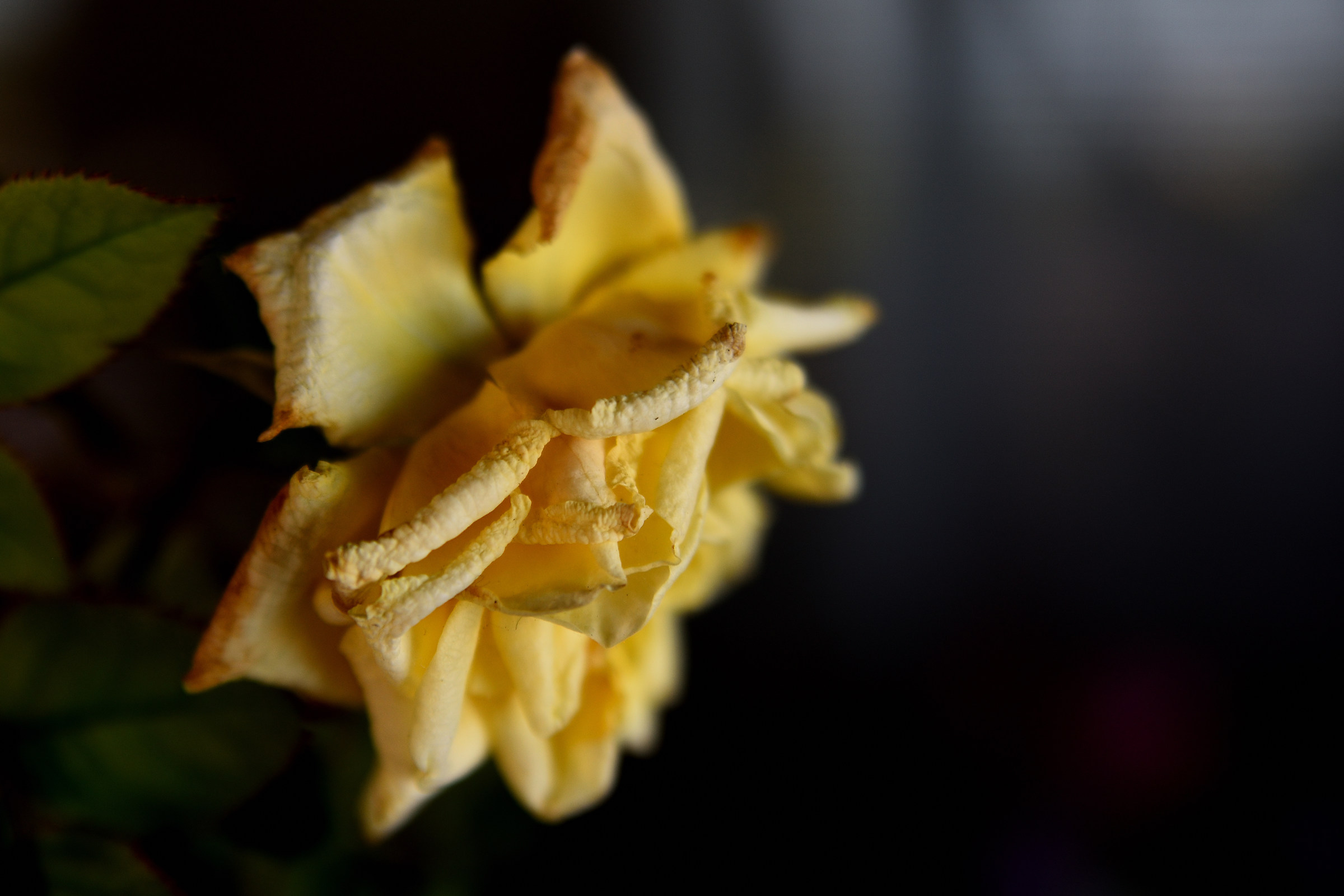 A Rose always has its meaning