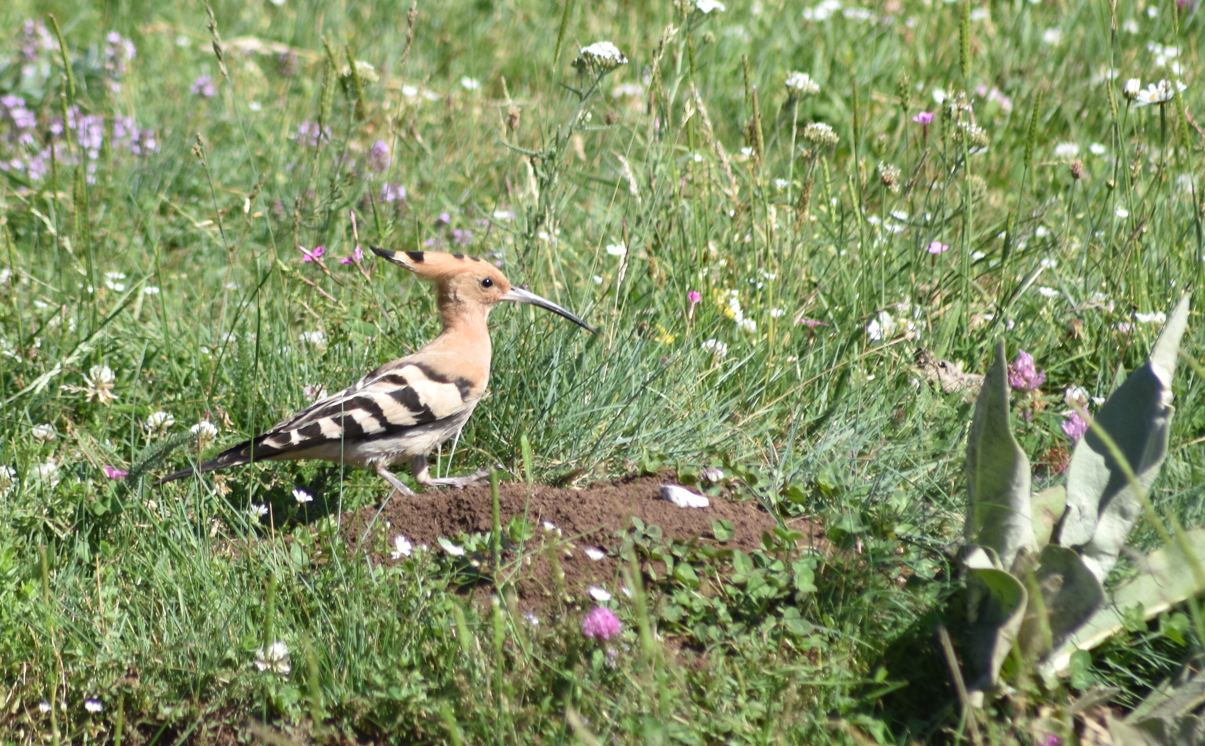 Upupa in cerca di pranzo